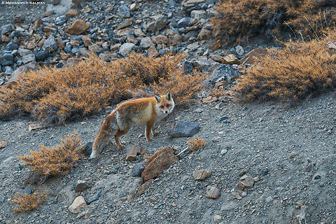 Red Fox || Kibber || March 2023
 Red Fox,Vulpes vulpes