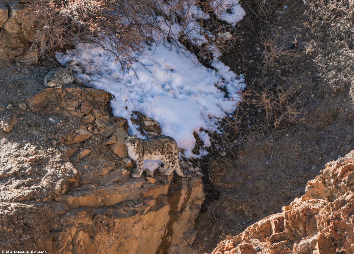 Two Snow leopards || Kibber || March 2023<br />
 Panthera uncia,Snow leopard