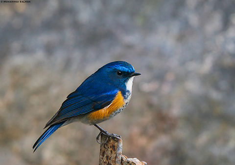 Red-flanked bluetail || Sarahan || March 2023
 Red-flanked bluetail,Tarsiger cyanurus