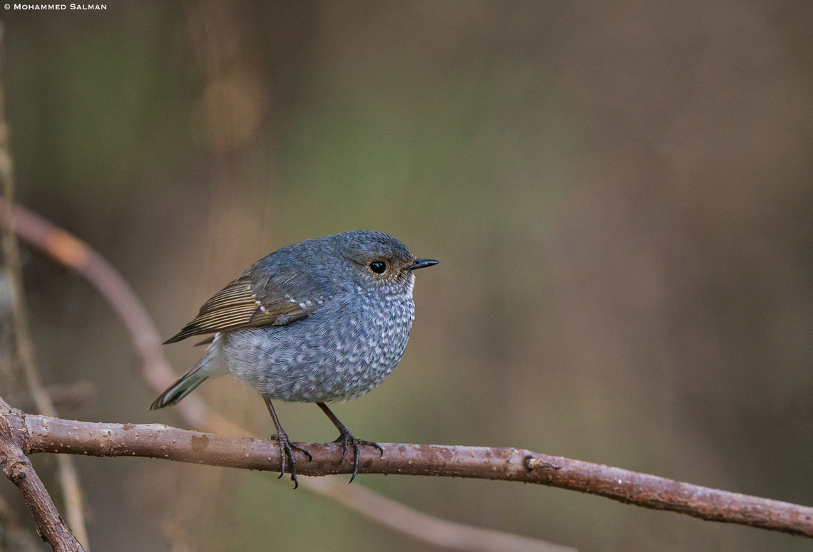Female of the Plumbeous water redstart || Sarahan || March 2023 Phoenicurus fuliginosus,Plumbeous water redstart