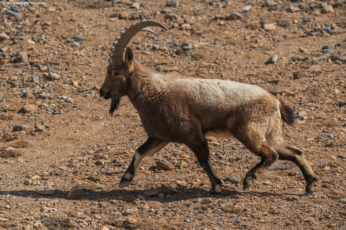 Ibex || Kibber || March 2023<br />
 Capra sibirica,Siberian ibex