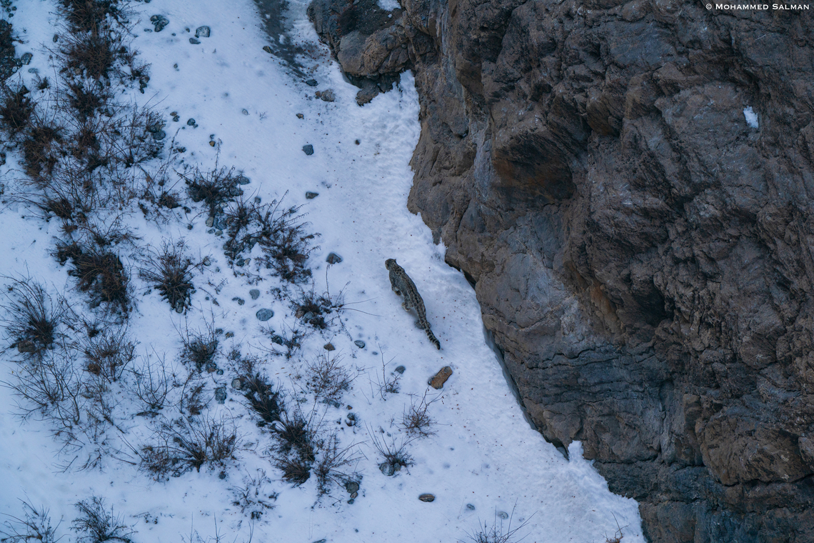 Aerial view of a snow leopard || Kibber || March 2023<br />
 Panthera uncia,Snow leopard