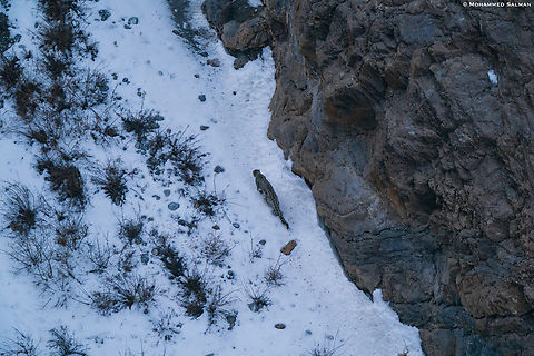 Aerial view of a snow leopard || Kibber || March 2023
 Panthera uncia,Snow leopard