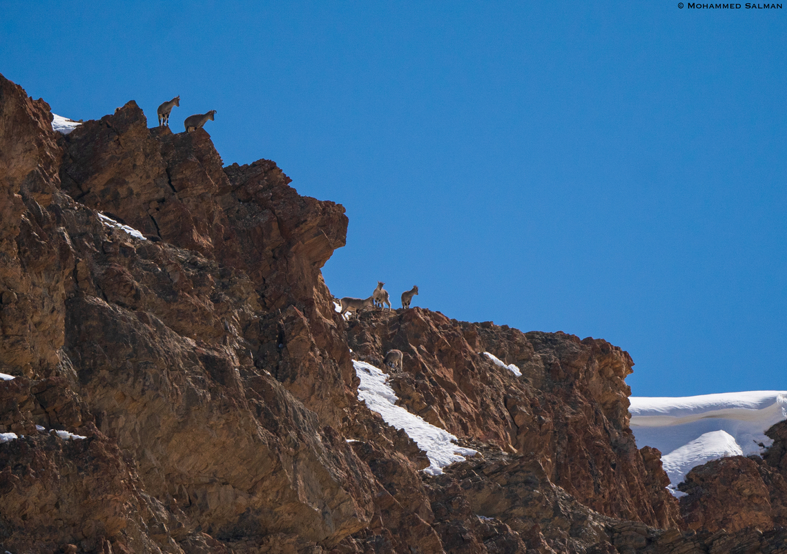 Blue sheep in its habitat || Kibber || March 2023<br />
 Bharal (blue sheep),Pseudois nayaur