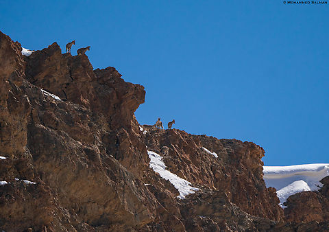 Blue sheep in its habitat || Kibber || March 2023
 Bharal (blue sheep),Pseudois nayaur