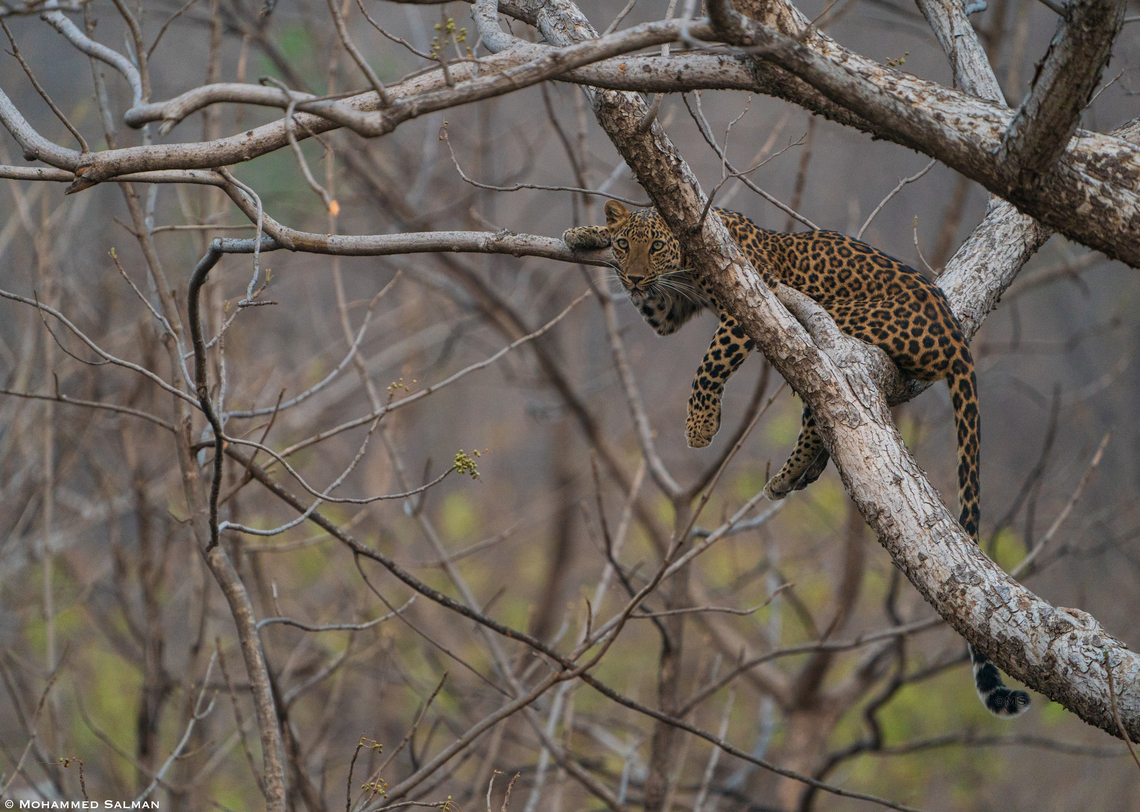 Leopard || Panna || May 2022<br />
 #InternationalLeopardDay,Leopard,Panthera pardus