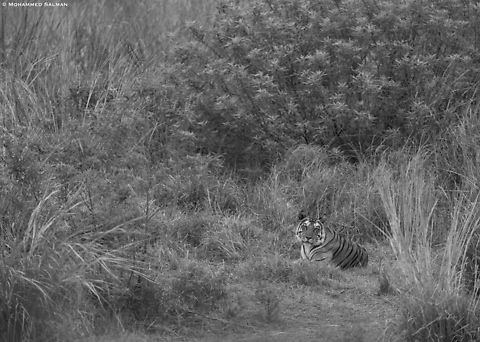 P-141 in monochrome || Panna || May 2022
 Bengal tiger,Panthera tigris tigris