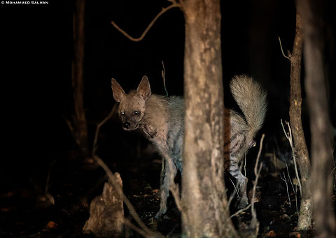 Striped hyena || Jhinna buffer, Panna || May 2023 Hyaena hyaena,Striped hyenas