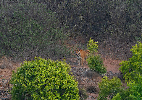 P-621 Male || Panna || May 2022
 Bengal tiger,Panthera tigris tigris