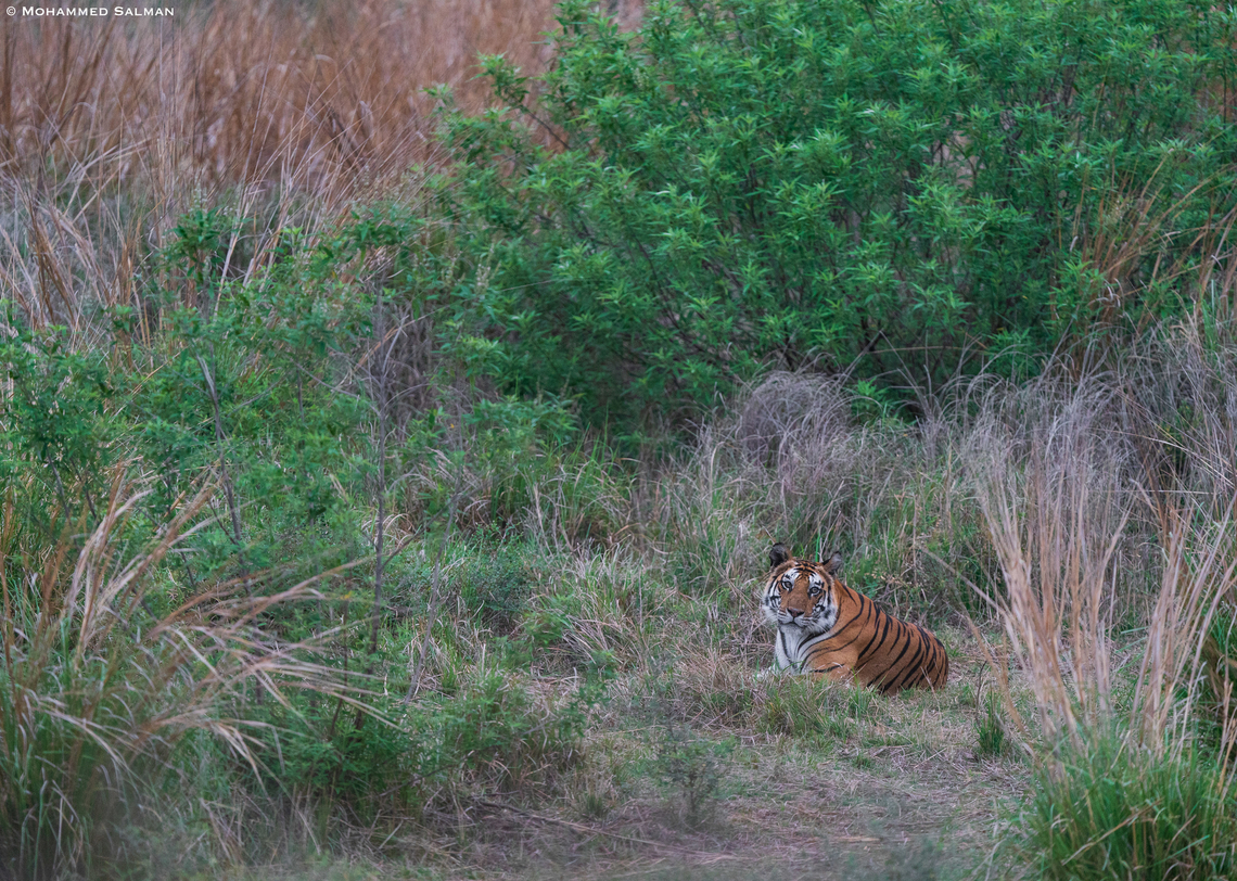 P-141 Female || Panna || May 2022<br />
 Bengal tiger,Panthera tigris tigris