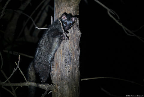 Asian palm civet || Jhinna buffer, Panna || May 2022 Asian palm civet,Paradoxurus hermaphroditus