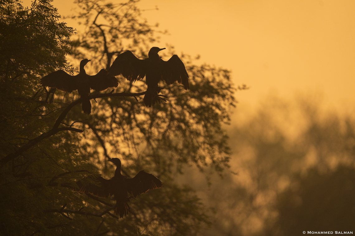 Cormorants || Bharatpur || Feb 2023<br />
 Indian Cormorant,Phalacrocorax fuscicollis