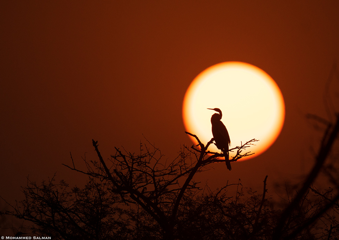 Darter silhouette || Bharatpur || Feb 2023 Anhinga melanogaster,Oriental darter