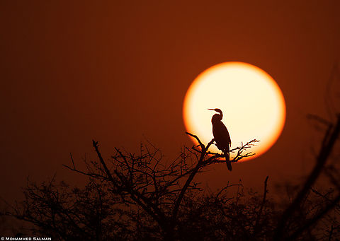Darter silhouette || Bharatpur || Feb 2023 Anhinga melanogaster,Oriental darter
