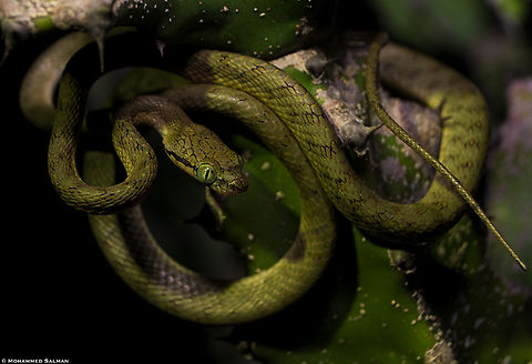 Yellow-Green Cat Snake || Bangalore outskirts || May 2023 Boiga flaviviridis
