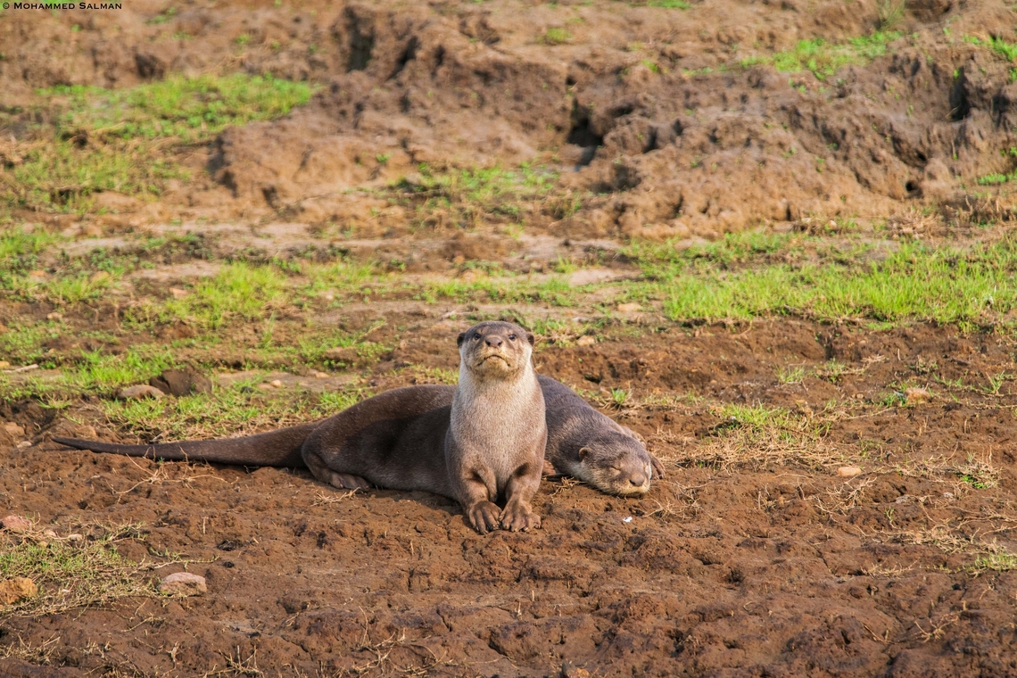 A pair of Smooth Coated Otters || Kabini || March 2018<br />
#worldotterday<br />
 Lutrogale perspicillata,Smooth-coated otter