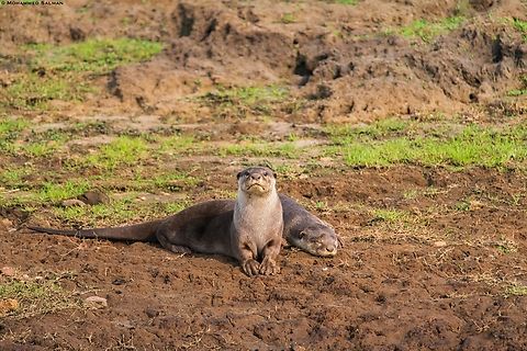 A pair of Smooth Coated Otters || Kabini || March 2018
#worldotterday
 Lutrogale perspicillata,Smooth-coated otter