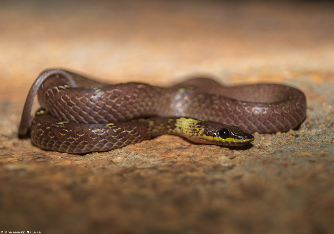 Yellow-collared Wolf Snake || Bangalore outskirts || May 2023<br />
 Lycodon flavicollis