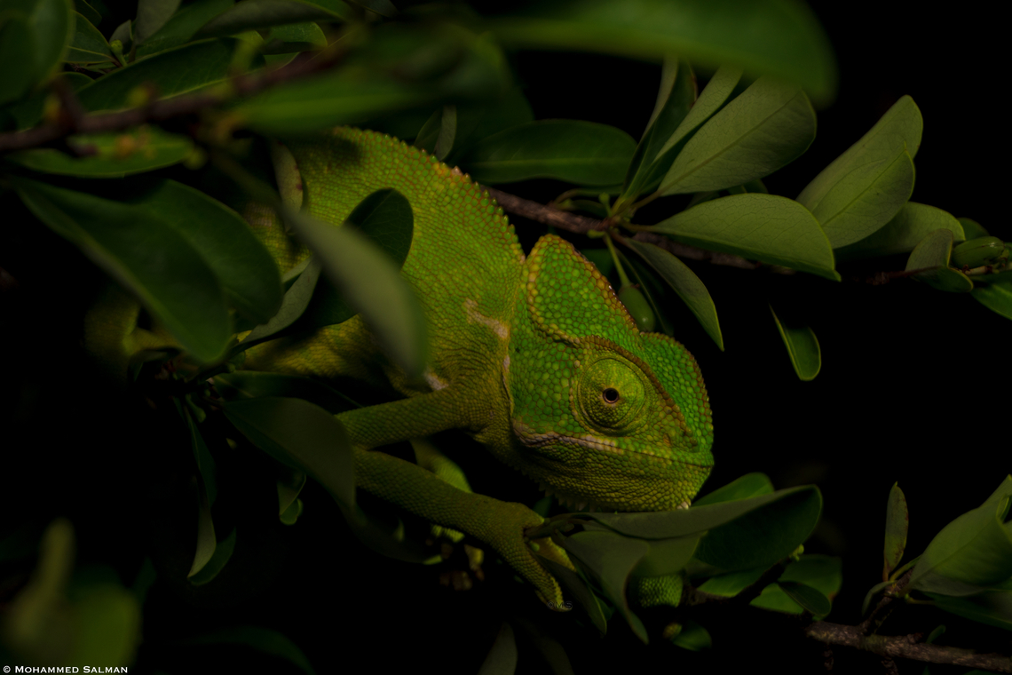 Chameleon || Bangalore outskirts || May 2023 Chamaeleo zeylanicus,Indian chameleon
