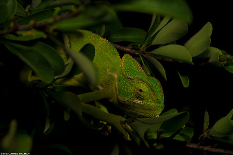 Chameleon || Bangalore outskirts || May 2023 Chamaeleo zeylanicus,Indian chameleon