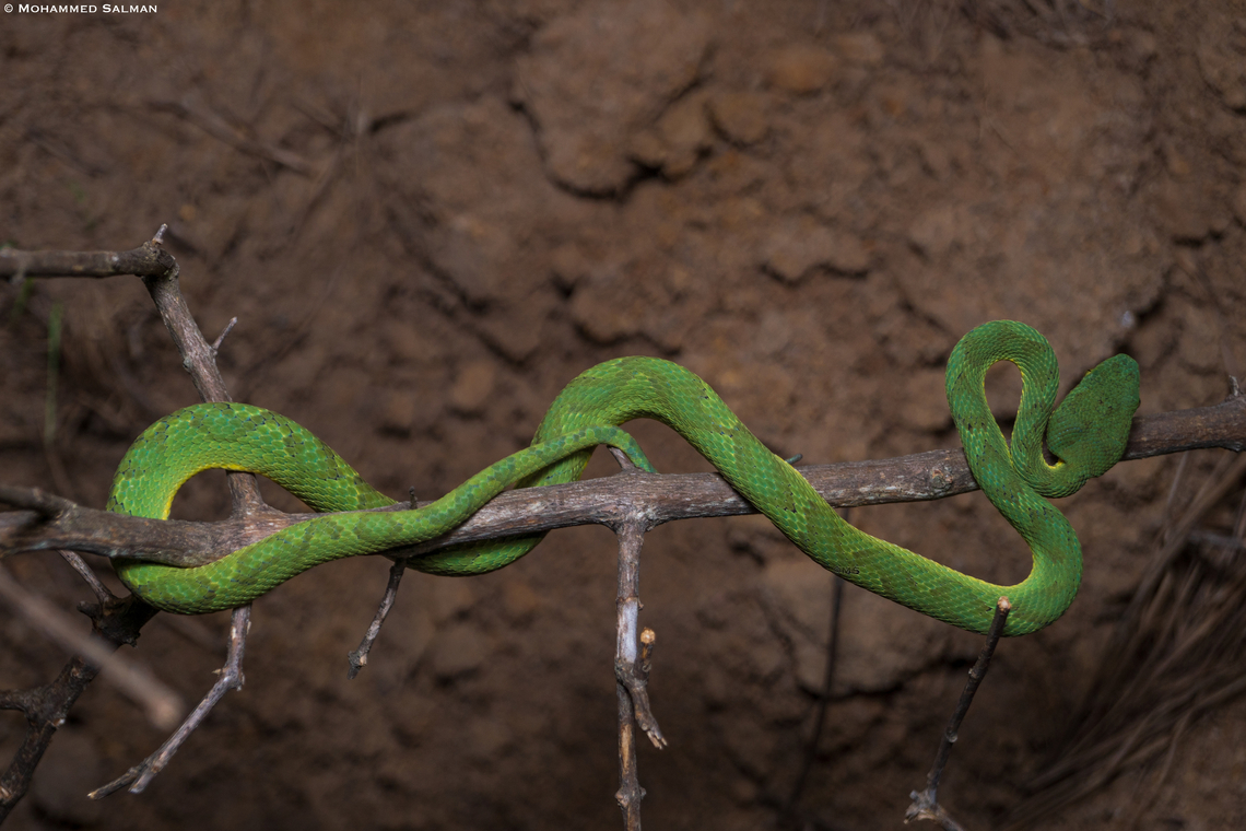 Bamboo pit viper || Bangalore || June 2023<br />
 Bamboo viper,Trimeresurus gramineus