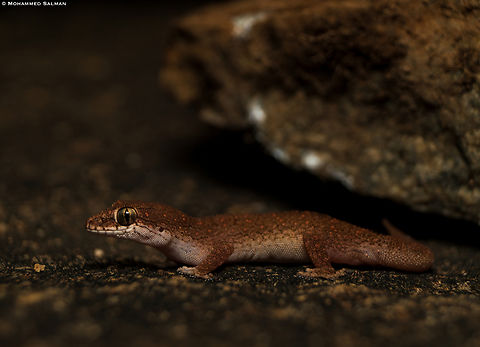 Reticulate leaf-toed gecko