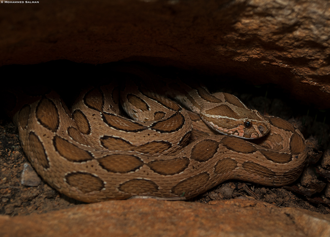 Russell's Viper || Bangalore outskirts || June 2023<br />
<br />
 Daboia russelii,Russells viper