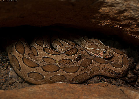 Russell's Viper || Bangalore outskirts || June 2023

 Daboia russelii,Russells viper