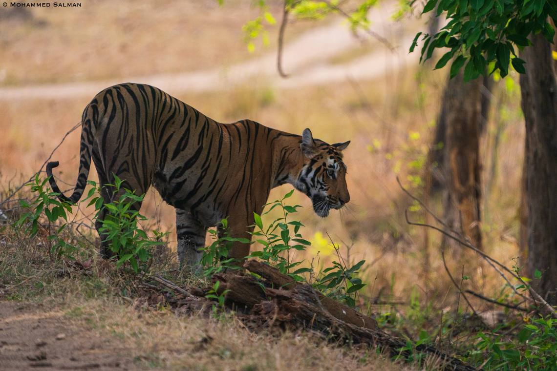 Tiger || Satpura || May 2022<br />
 Panthera tigris,Tiger