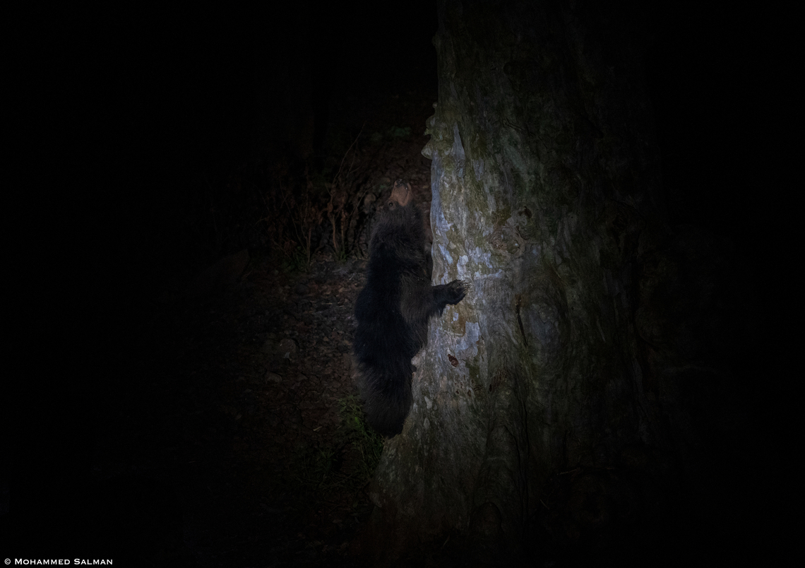 Sloth bear in spotlight || Satpura || May 2022<br />
 Melursus ursinus,Sloth bear