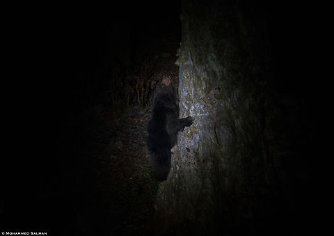Sloth bear in spotlight || Satpura || May 2022
 Melursus ursinus,Sloth bear