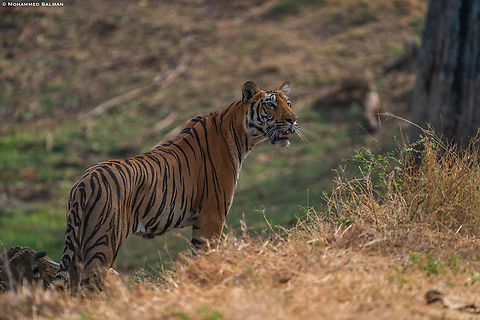 Tigress || Satpura || May 2022 Bengal tiger,Panthera tigris tigris