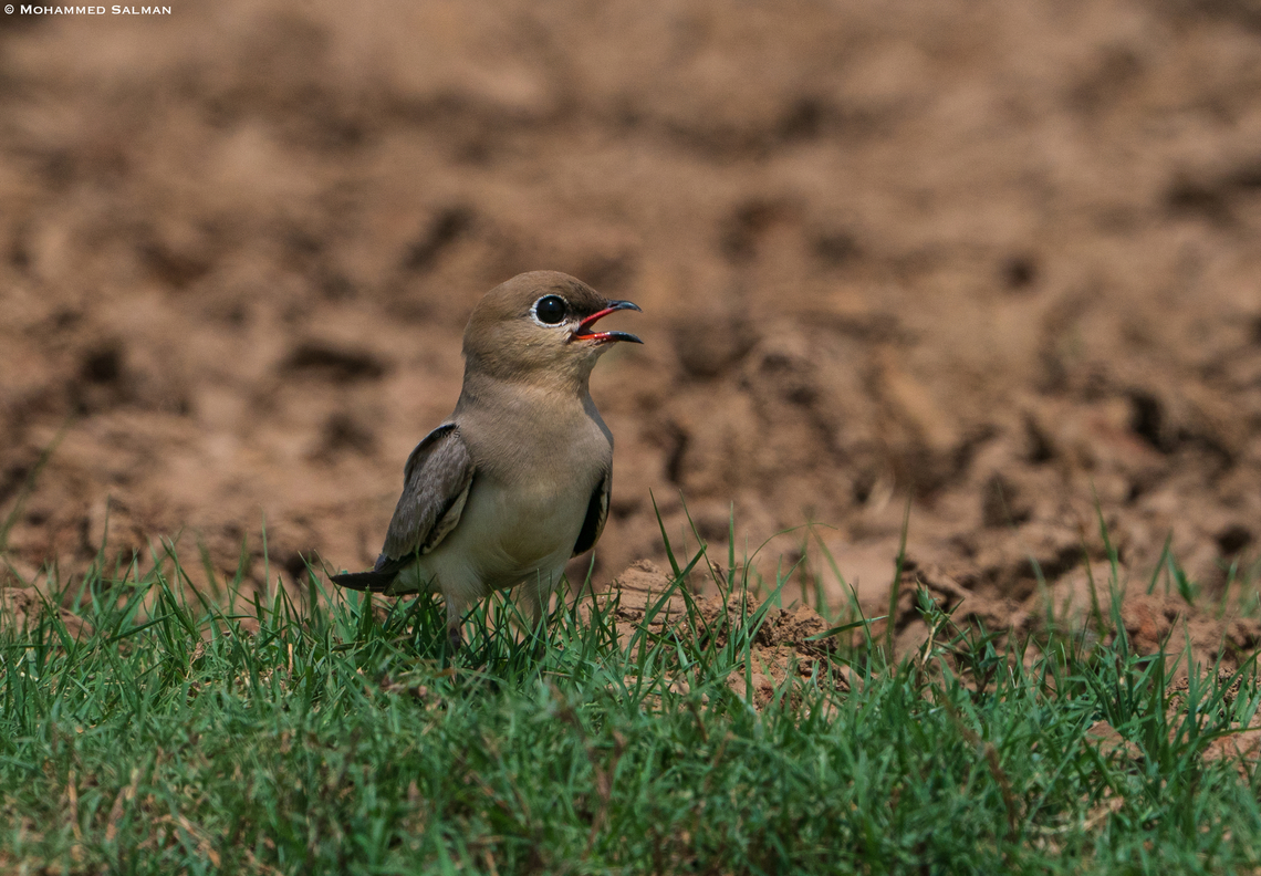 Small pratincole || Satpura || May 2022<br />
 Glareola lactea,Small pratincole