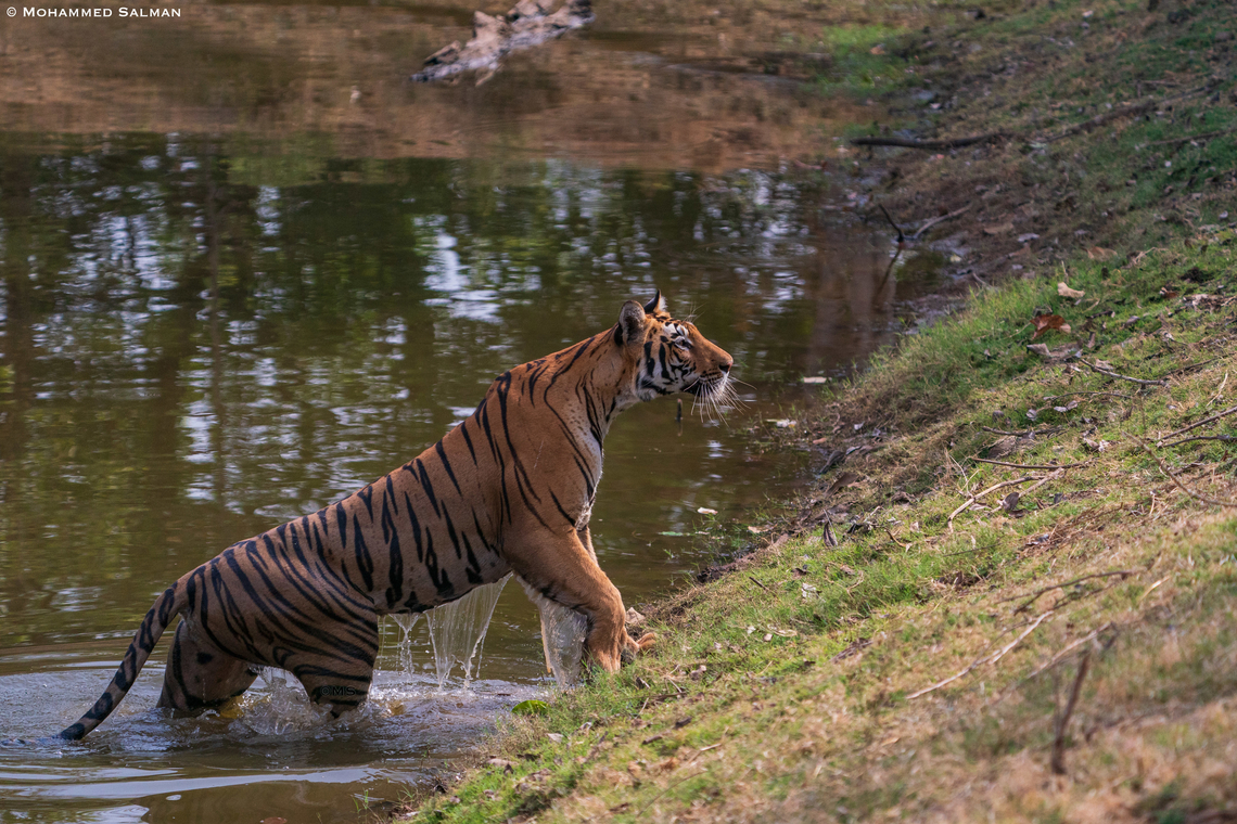 A Tiger takes a dip to beat the heat || Satpura || May 2022<br />
 Bengal tiger,Panthera tigris tigris