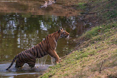 A Tiger takes a dip to beat the heat || Satpura || May 2022
 Bengal tiger,Panthera tigris tigris
