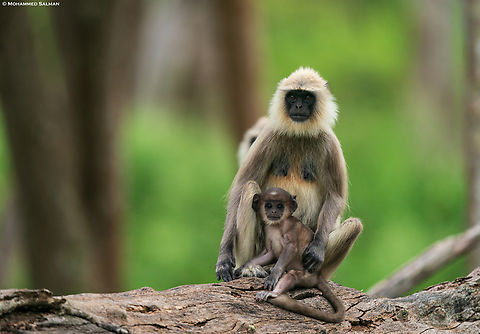 Grey langur with young || Bandipur || June 2023 Semnopithecus priam,Tufted gray langur