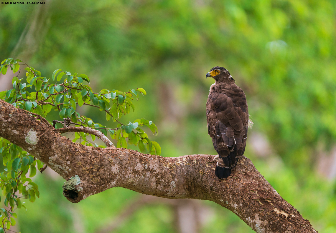 Crested serpent eagle || Bandipur || June 2023 Crested Serpent Eagle,Spilornis cheela