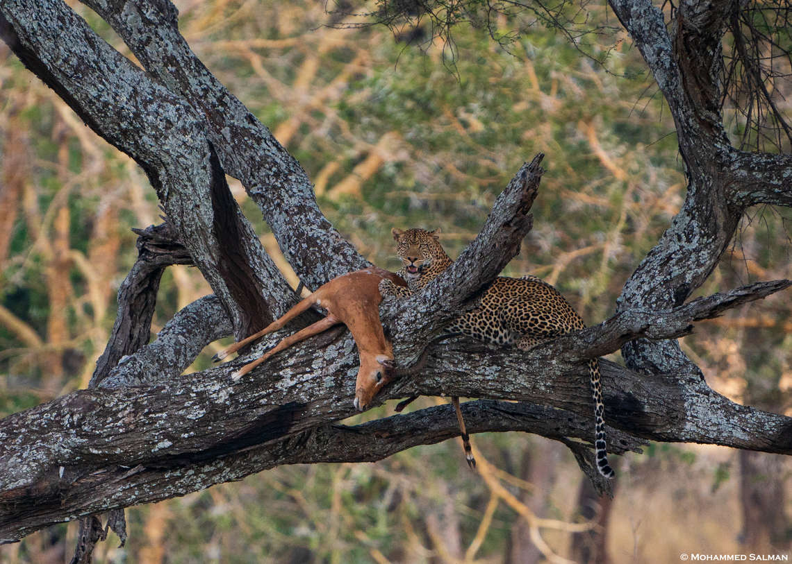 African leopard with Impala kill || Tarangire || Aug 2022<br />
<br />
 African Leopard,Panthera pardus pardus