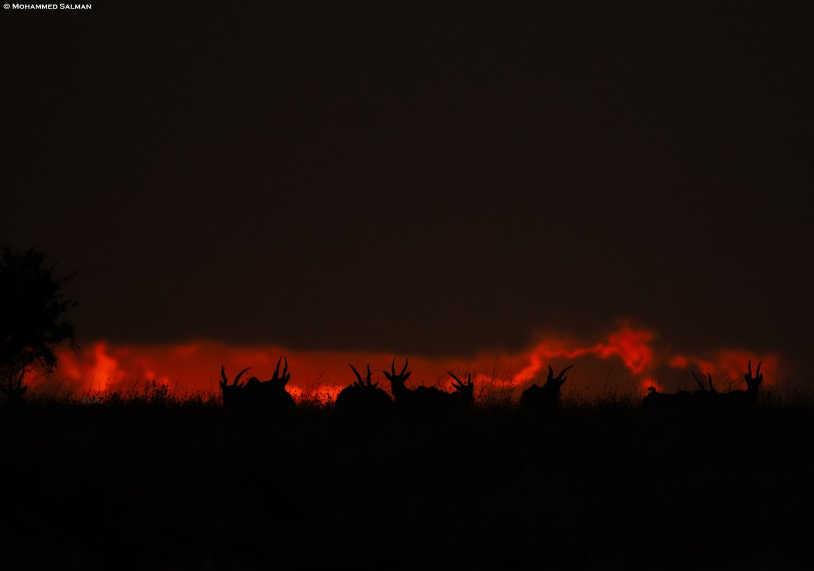 Eland silhouette || North Serengeti || Aug 2022<br />
 Common eland,Taurotragus oryx