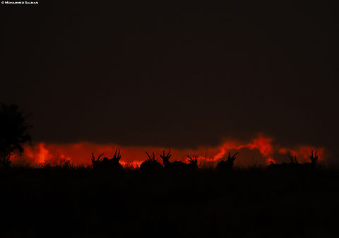 Eland silhouette || North Serengeti || Aug 2022
 Common eland,Taurotragus oryx
