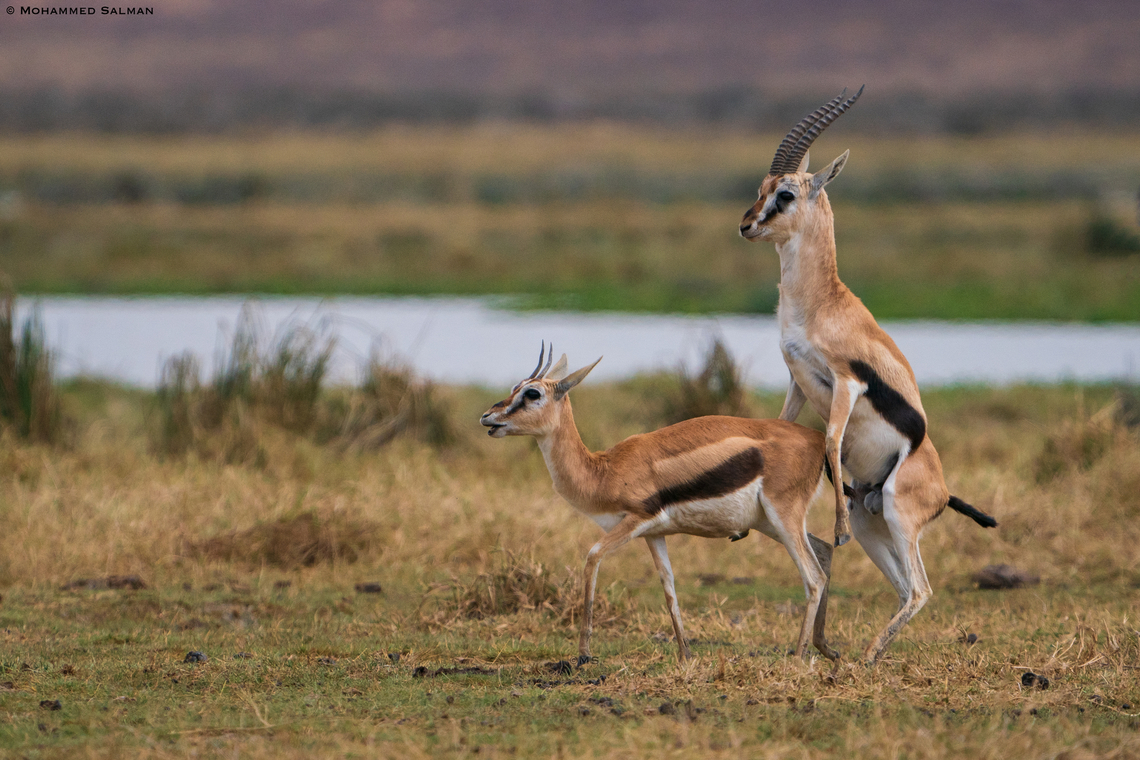 A mating pair of Thomson's gazelle || Ngorongoro Crater || Aug 2022<br />
 Eudorcas thomsonii,Thomsons gazelle