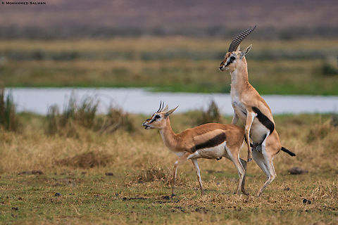 A mating pair of Thomson's gazelle || Ngorongoro Crater || Aug 2022
 Eudorcas thomsonii,Thomsons gazelle
