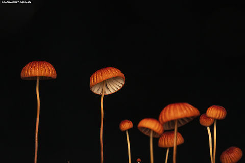Orange Bonnet mushrooms growing out of a dead bark on the forest floor, fruiting bodies of delicate fungi || Sirsi || June 2023 Mycena acicula,Orange bonnet