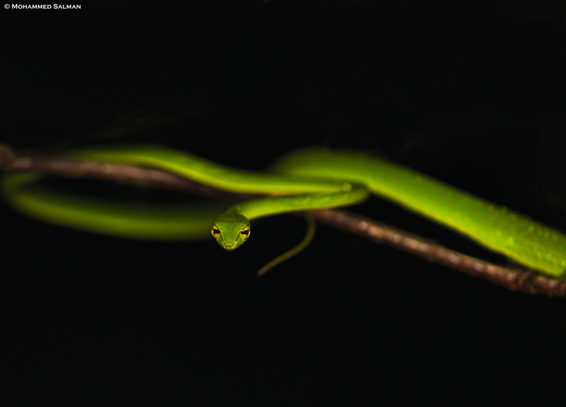 Green vine Snake || Sirsi || June 2023<br />
 Ahaetulla borealis,Northern Western Ghats vine snake