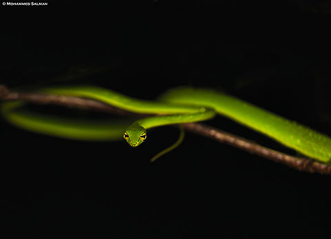 Green vine Snake || Sirsi || June 2023
 Ahaetulla borealis,Northern Western Ghats vine snake