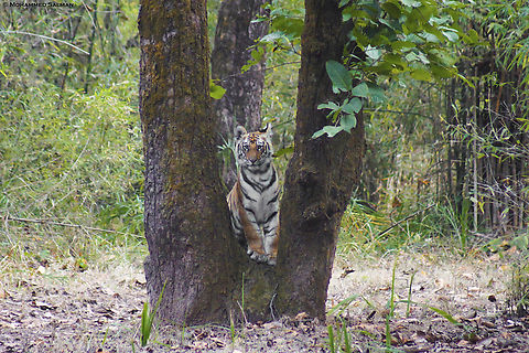 On this International Tiger Day lets celebrate the grace and power of these magnificent creatures. The tiger's throne || Tala, Bandhavgarh || Oct 2021
#InternationalTigerDay Bengal tiger,Geotagged,India,Panthera tigris tigris,Winter