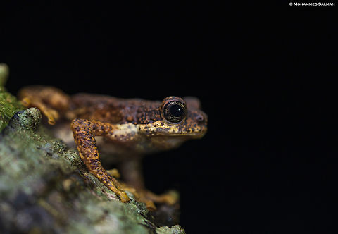 Malabar tree toad || Sirsi || June 2023 Malabar tree toad,Pedostibes tuberculosus