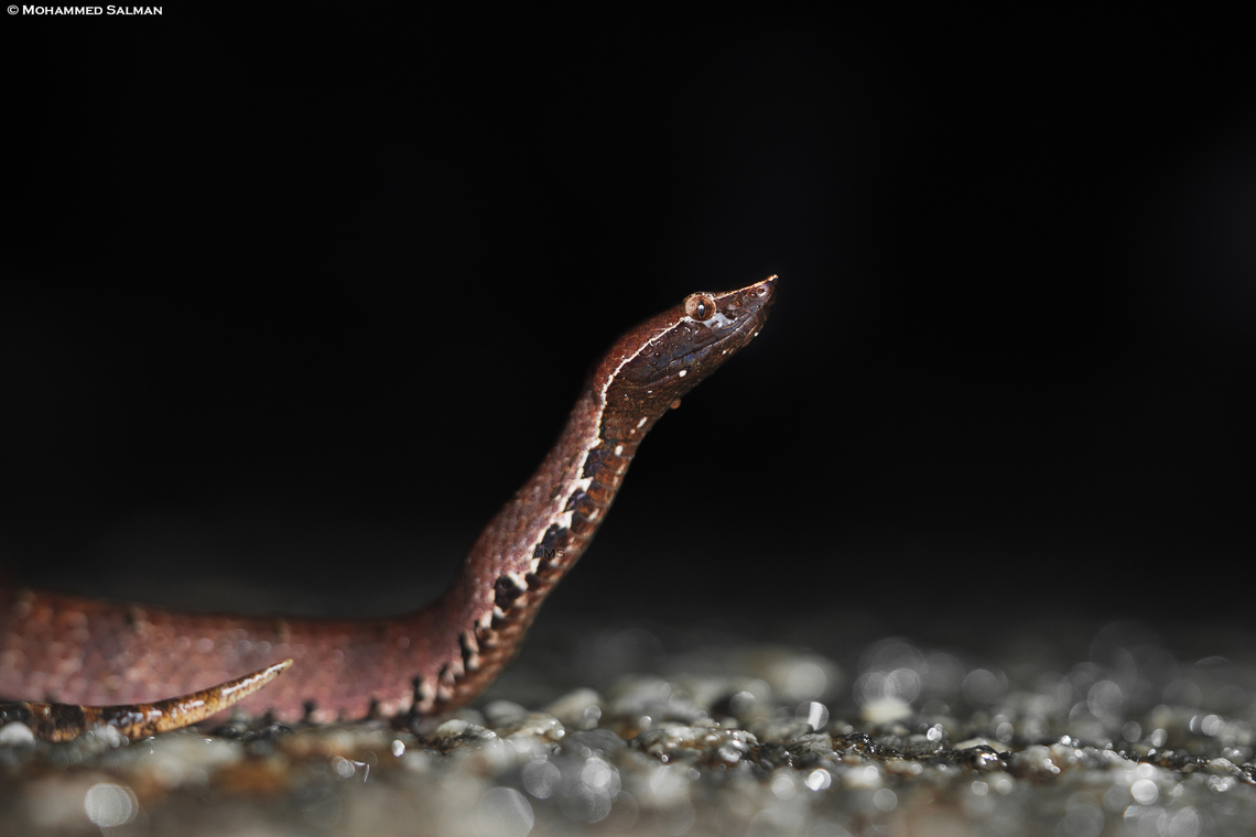 Hump-nosed pit viper || Sirsi || June 2023 Hump-nosed viper,Hypnale hypnale