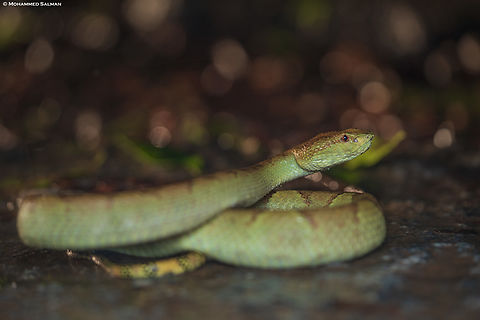 Malabar pit viper || Agumbe || July 2023 Malabar pit viper,Trimeresurus malabaricus