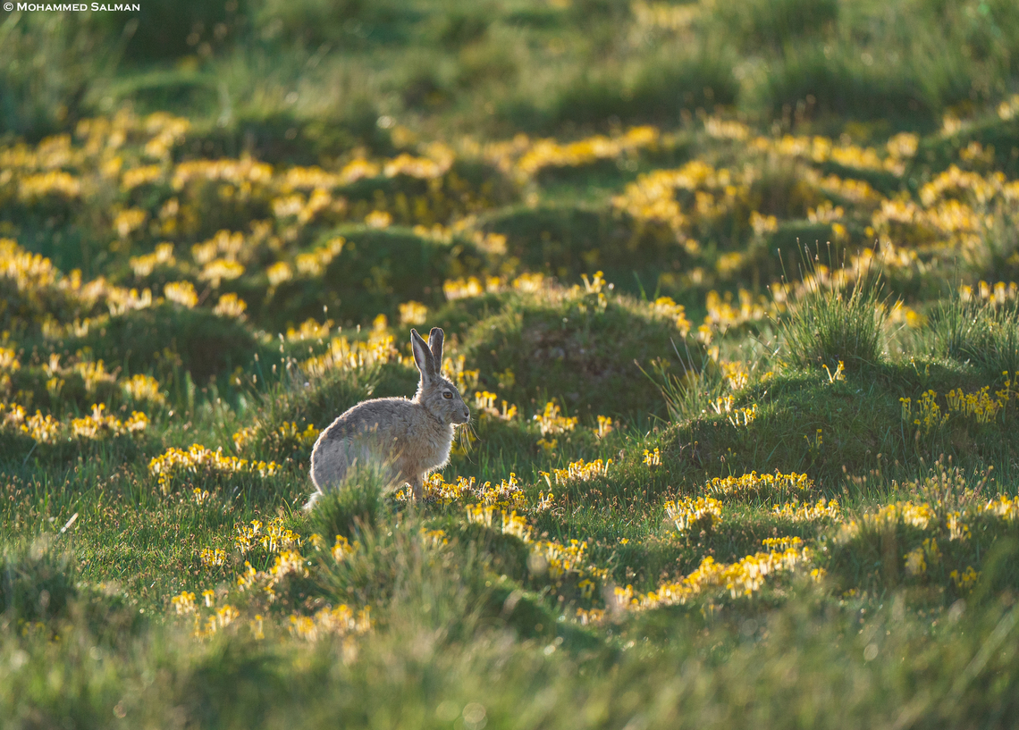 Woolly hare || Pangong, Ladakh || Aug 2023 Lepus oiostolus,Woolly hare